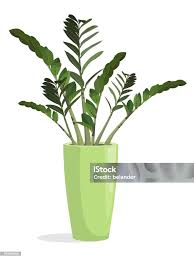 Image result for zamiokulkas