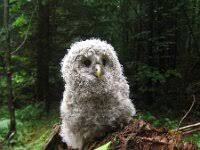 Attēlu rezultāti vaicājumam “Strix uralensis adult”