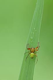 Attēlu rezultāti vaicājumam “Araniella”