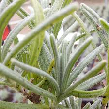 Attēlu rezultāti vaicājumam “Lavandula angustifolia leaf”
