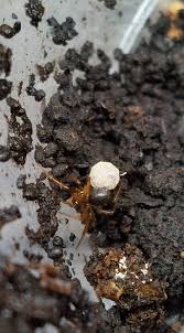 Attēlu rezultāti vaicājumam “Tenthredo scrophulariae larva”