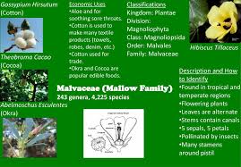 Attēlu rezultāti vaicājumam “Malvaceae”
