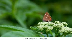 Attēlu rezultāti vaicājumam “Satyrium w-album underside”