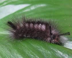 Attēlu rezultāti vaicājumam “Gynaephora selenitica”