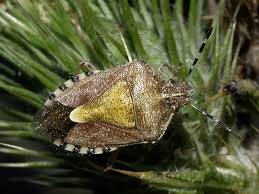 Attēlu rezultāti vaicājumam “Dolycoris baccarum”