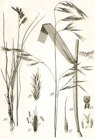 Attēlu rezultāti vaicājumam “Festuca gigantea”