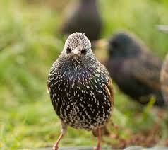 Attēlu rezultāti vaicājumam “Sturnus vulgaris”