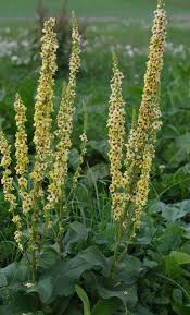 Image result for Verbascum nigrum
