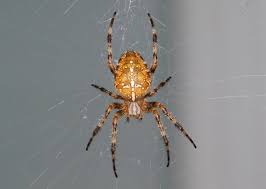 Attēlu rezultāti vaicājumam “Araneus diadematus”