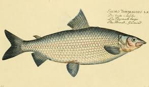 Image result for Coregonus oxyrinchus