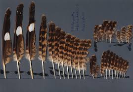 Image result for Caprimulgus ruficollis