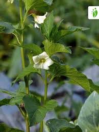 Attēlu rezultāti vaicājumam “Physalis alkekengi”