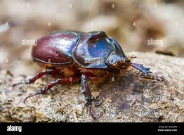 Attēlu rezultāti vaicājumam “Oryctes nasicornis”