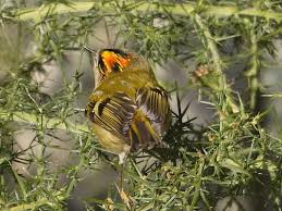 Attēlu rezultāti vaicājumam “Regulus regulus”