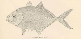 Image result for Caranx latus
