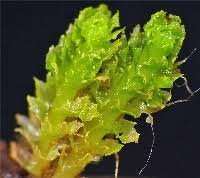 Attēlu rezultāti vaicājumam “Lophozia incisa”