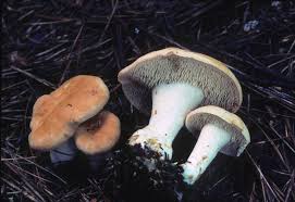 Attēlu rezultāti vaicājumam “Hydnum repandum”