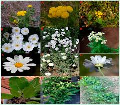 Image result for Chrysanthemum ptarmiciflorum