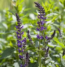 Image result for Salbei