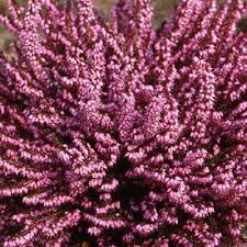 Attēlu rezultāti vaicājumam “Erica x darleyensis”