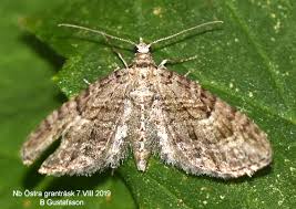 Attēlu rezultāti vaicājumam “Eupithecia pusillata”