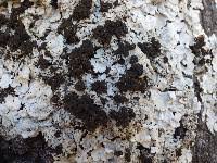 Attēlu rezultāti vaicājumam “Lobaria amplissima”