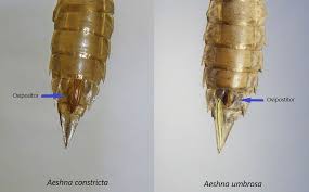 Attēlu rezultāti vaicājumam “Stemonitopsis hyperopta var. landewaldii stalked”