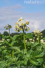 Attēlu rezultāti vaicājumam “Solanum tuberosum flower”