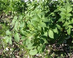 Attēlu rezultāti vaicājumam “Solanum tuberosum leaf”