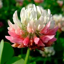 Attēlu rezultāti vaicājumam “Trifolium hybridum flower”