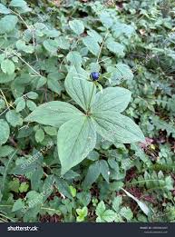 Attēlu rezultāti vaicājumam “Paris quadrifolia”