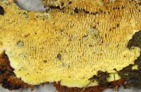 Attēlu rezultāti vaicājumam “Mycoacia fuscoatra”