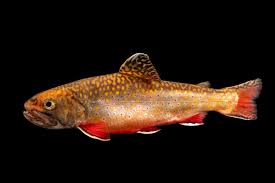 Image result for Salvelinus fontinalis