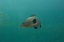 Image result for Mycteroperca olfax