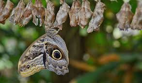 Attēlu rezultāti vaicājumam “Diprionidae cocoon”