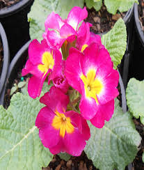 Attēlu rezultāti vaicājumam “Primula x polyantha”