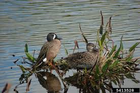 Image result for Anas discors