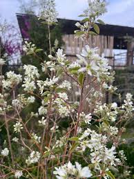 Attēlu rezultāti vaicājumam “Amelanchier canadensis”