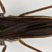 Attēlu rezultāti vaicājumam “Gerridae imago”