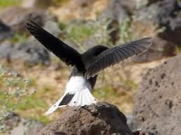 Image result for Oenanthe leucopyga