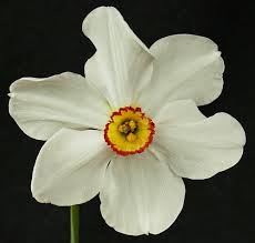 Attēlu rezultāti vaicājumam “Narcissus poeticus”