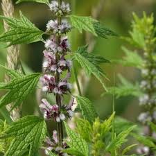 Image result for Leonurus cardiaca