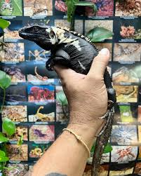 Attēlu rezultāti vaicājumam “Colostygia pectinataria male”