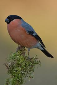 Attēlu rezultāti vaicājumam “Pyrrhula pyrrhula male”