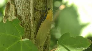 Attēlu rezultāti vaicājumam “Lithosia quadra female”