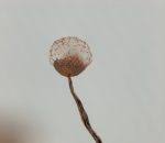 Attēlu rezultāti vaicājumam “Cribraria ferruginea”