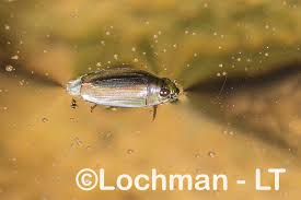 Attēlu rezultāti vaicājumam “Gyrinidae”