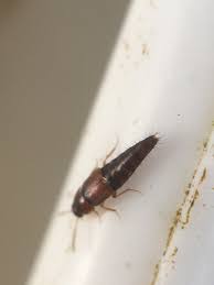 Attēlu rezultāti vaicājumam “Tachyporus sp.”