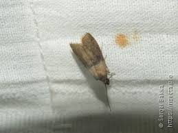 Attēlu rezultāti vaicājumam “Sciota fumella”