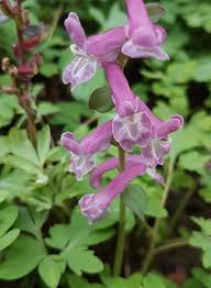 Attēlu rezultāti vaicājumam “Corydalis cava flower”